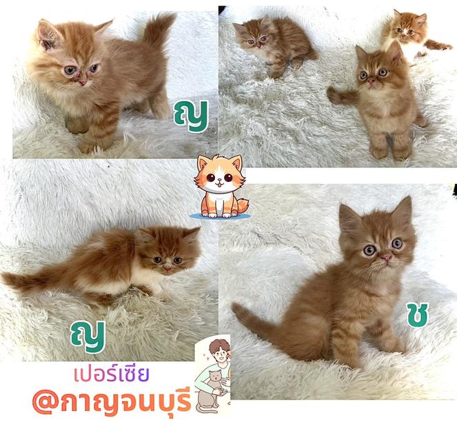 เปอร์เซียแท้