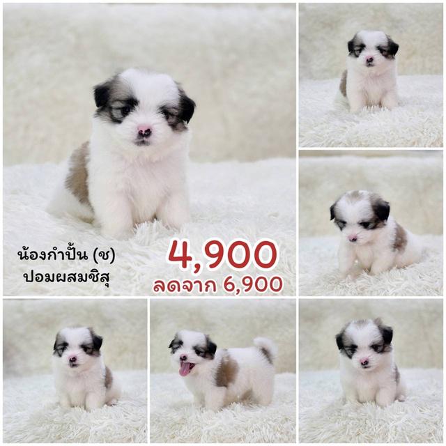 ปอมแท้ ชิสุผสมปอม ชิวาวาแท้ พิกัดรามอินทรา