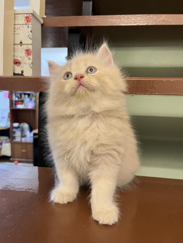 แมวเปอร์เซีย สีส้ม สีครีมเสือ แท้ รูปที่ 14