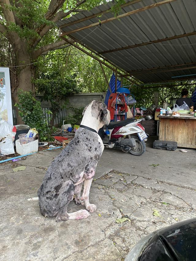 หาบ้านไหม่ไห้พ่อพันธุ์ เกรทเดนไซร์สูงไหญ่ครับ อายุ3ปีกว่า