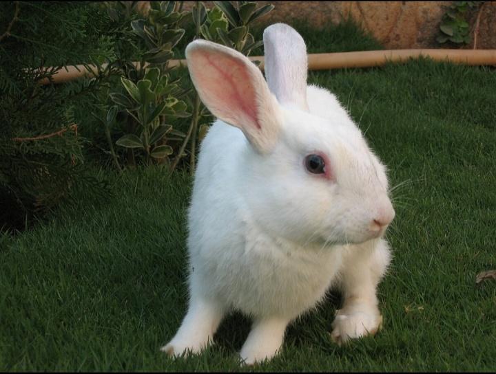 กระต่ายฟลอริดาไวท์ 3