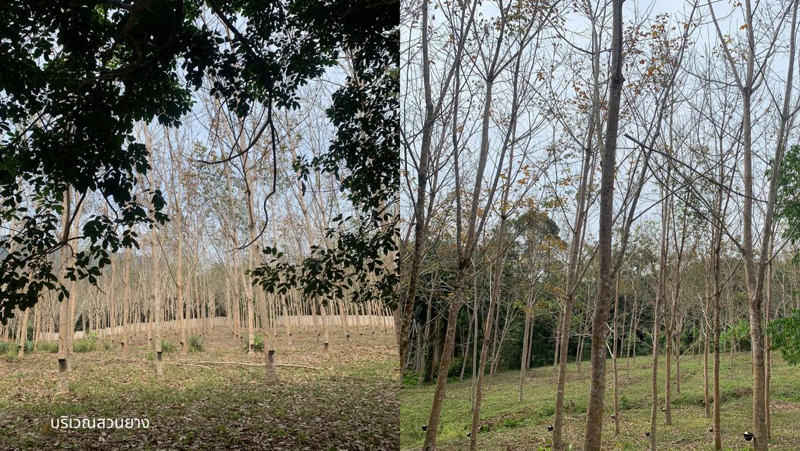 ขายที่ดินพร้อมสวนปาล์มและสวนยางพารา เนื้อที่รวม 52 ไร่ อำเภอกะเปอร์ จังหวัดระนอง 4