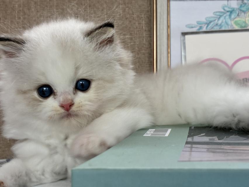 Ragdoll 4