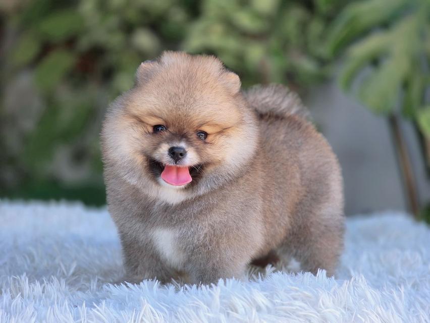 ปอมเมอเรเนียนแท้ สีส้ม เพศเมีย รูปที่ 15