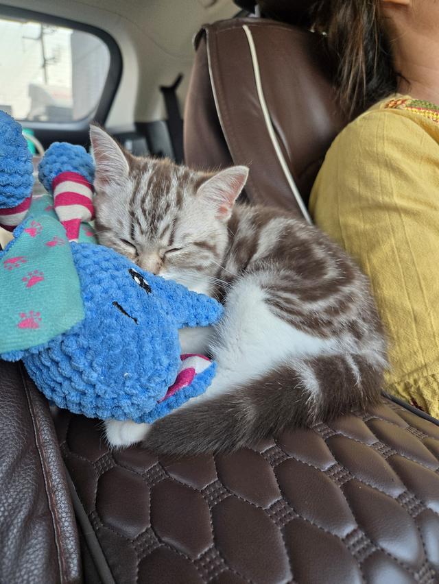 เด็กหญิง พร้อมย้าย พ่อแม่พกใบเพ็ดทั้งคู่ รูปที่ 6