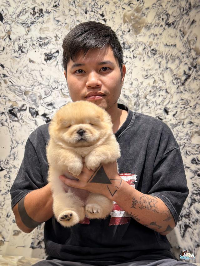 น้องเชาเชา สีครีม พ่อแม่นำเข้า