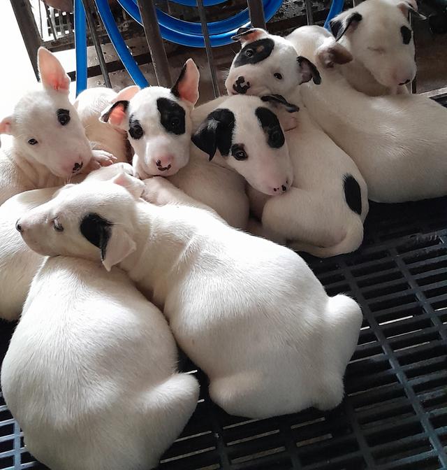 บลูเทอเรีย Bullterrier std