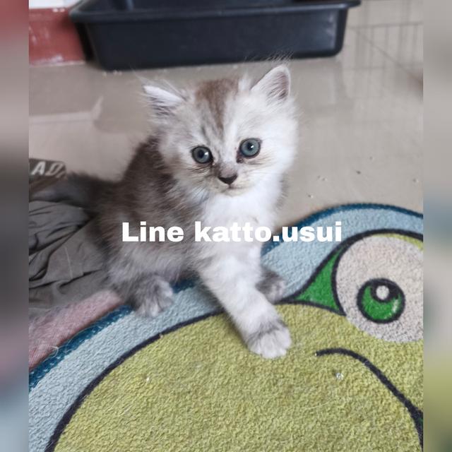 ลูกแมวเปอร์เซีย
