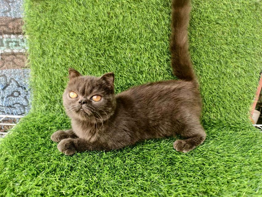 น้อง เอ๊กโซติก เพศชาย 3