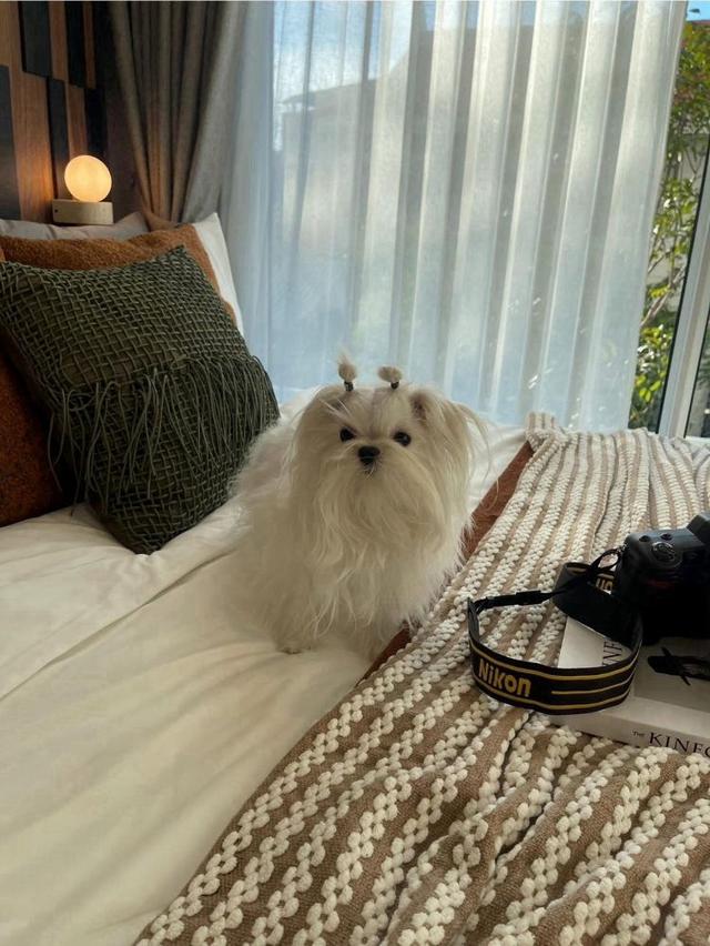 ขายดาวน์คอนโด ดิ ออริจิ้น พหลโยธิน 57 ชั้น 3 ห้องมุม เลี้ยงสัตว์ได้ ใกล้รถไฟฟ้าสายสีเขียว สถานี พหลโยธิน 59 7