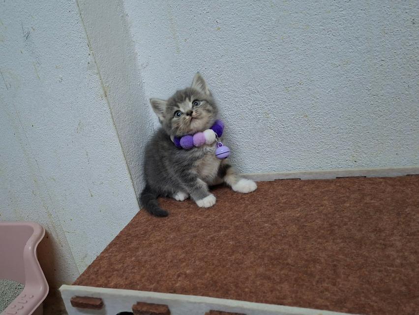 แมวสก๊อตติช ชาย1หญิง1 รูปที่ 3