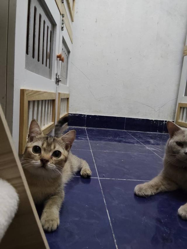 สก๊อตติส หูตั้ง