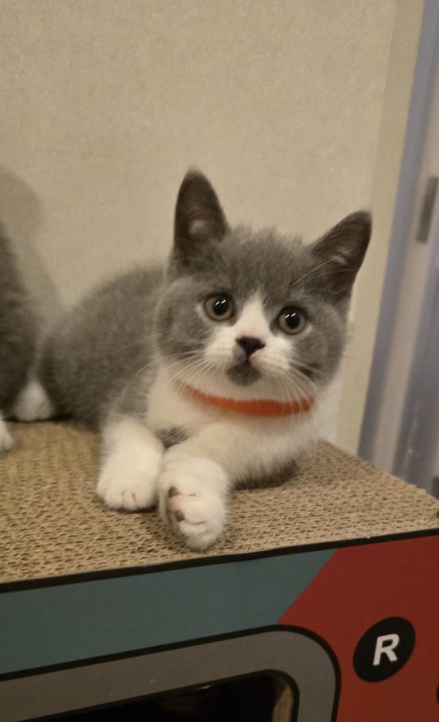 British Shorthair 😻😽😻 ฟอร์มหมี น่ารัก รูปที่ 6
