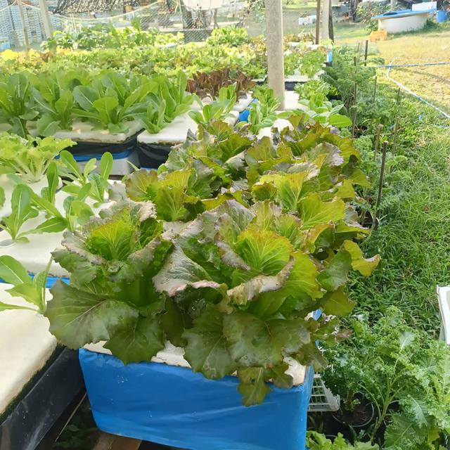 ขายบ้านพร้อมที่ดิน + กิจการผักไฮโดรโปนิกส์ พร้อมรายได้ทันที จ.ชุมพร 1