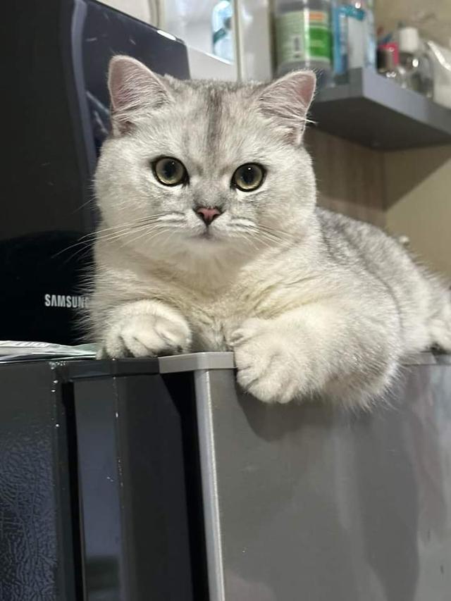 British Shorthair 3