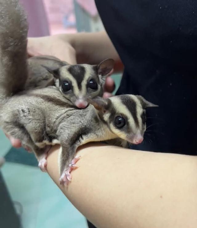 Sugar Glider ไม่ขายแยก มี 4 ตัว 2