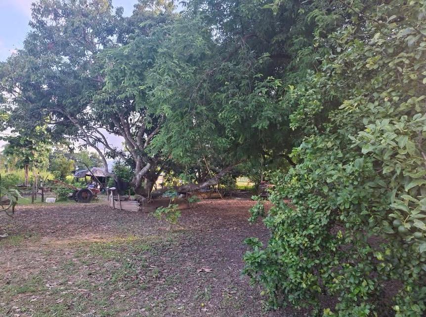 ขายที่ดินเจ้าของขายเอง บ้านเเม่ใจ อ.เเม่ใจ จ.พะเยา 4