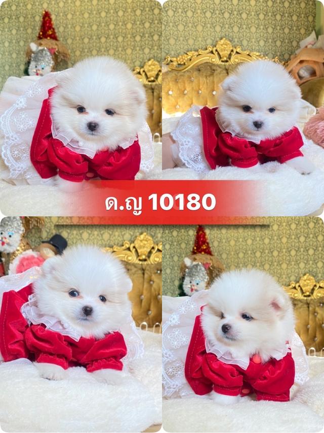 ลูกปอมปอมแท้ น่ารัก สีสวย อ้วนกลมหมี พร้อมย้ายบ้านค่ะ
