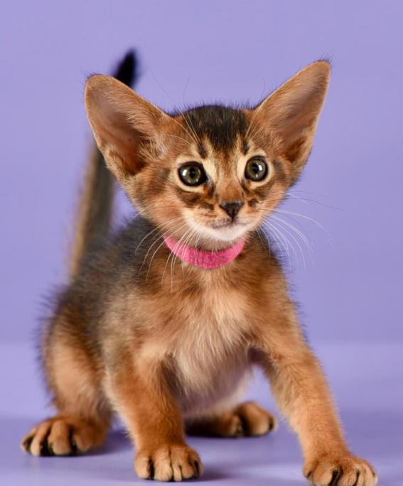 Abyssinian แท้นำเข้า 2