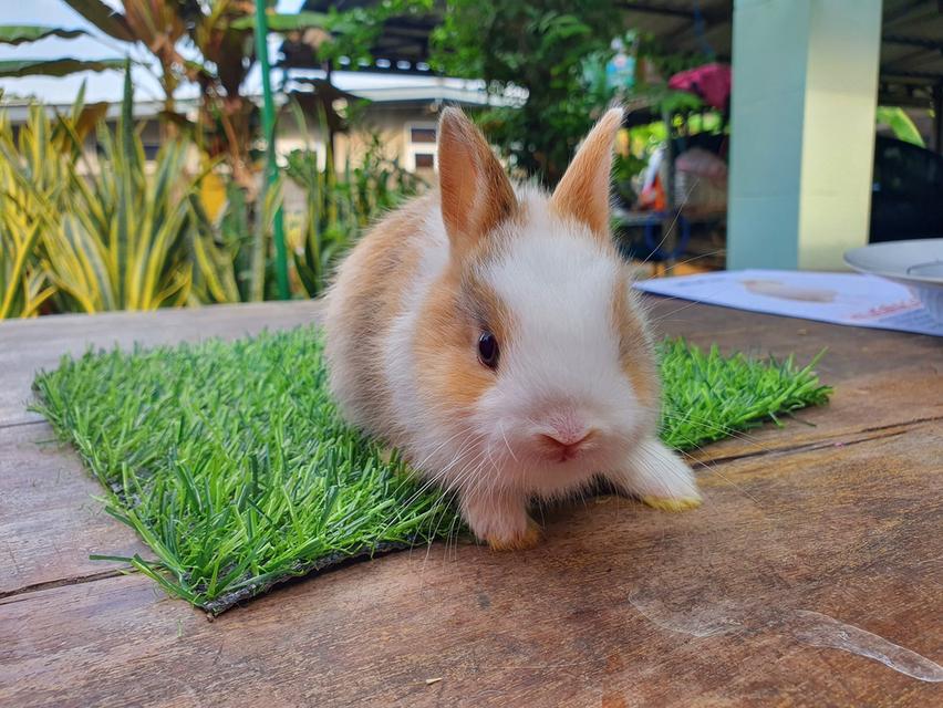 หาบ้าน Netherland Dwarf 3