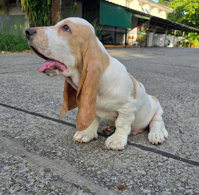 สัตว์เลี้ยงบาสเซ็ตฮาวด์ 8