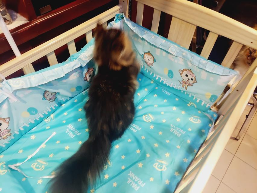 Cat for sell 6