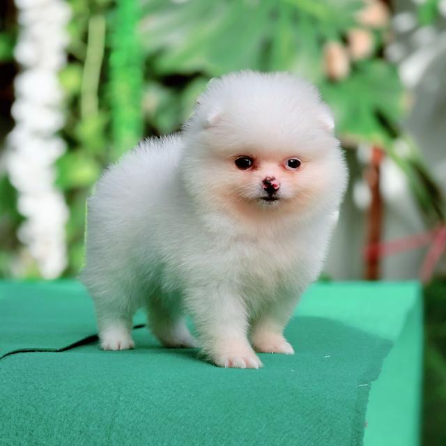 น้องกัสเบลพันธุ์ปอมสีขาวล้วนเพศเมียไซส์จิ๋ว