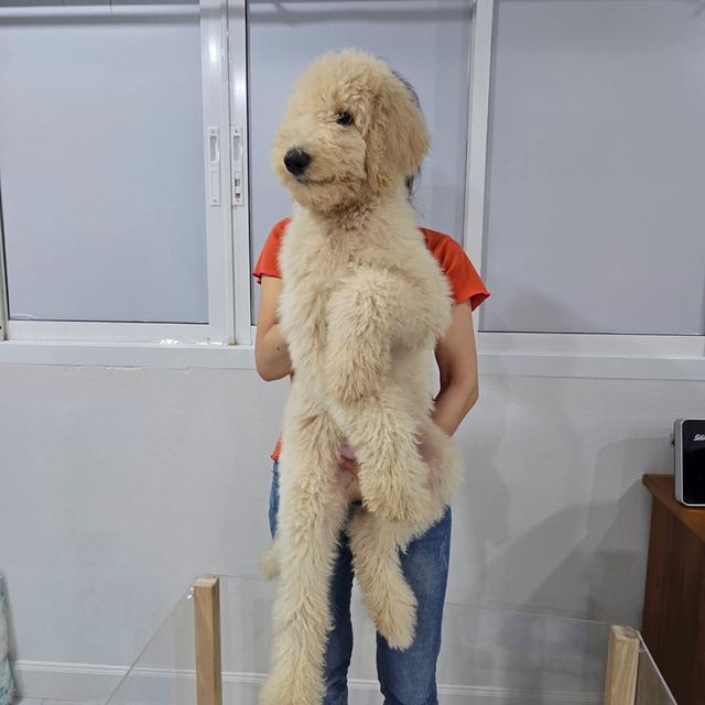 ไจแอนท์ พุดเดิ้ล (พุด เดิ้ลยักษ์) สายพันธุ์ : Standard Poodle 