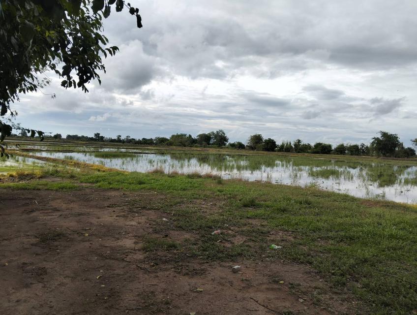 ขายที่ดิน 3 แปลง จังหวัดชัยนาท 13