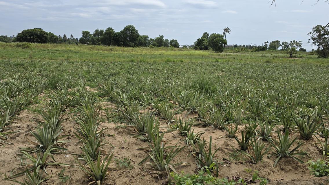 ที่ดินแปลงสวย ใกล้ทะเล ใกล้รถไฟความเร็วสูง 1
