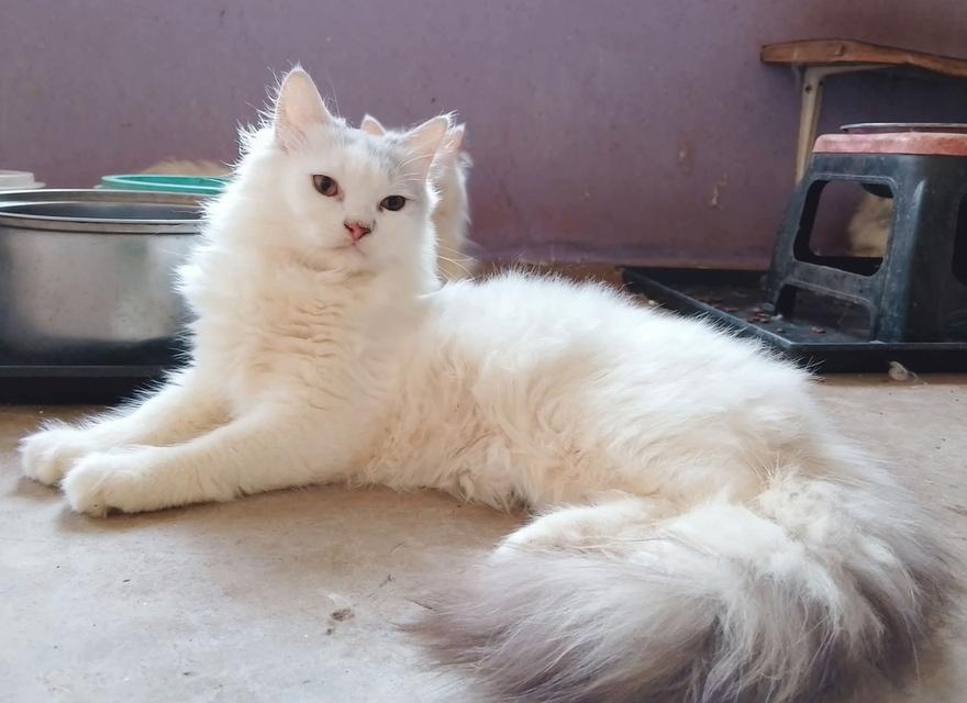 ขายลูกแมวเปอร์เซียน่ารัก ผู้ชาย พระรามสอง เทียนทะเล