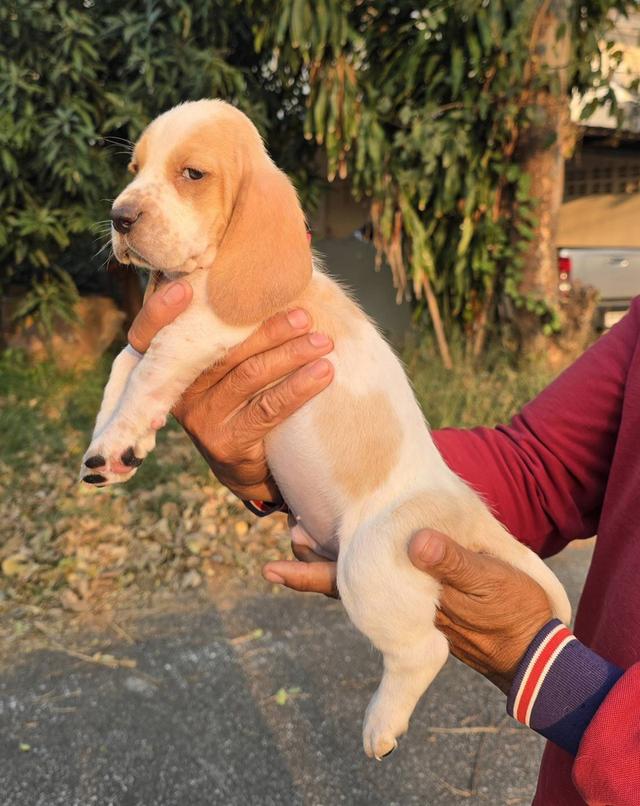 สุนัขบาสเซ็ตฮาวด์เพ็ดสมาคมเต็มใบ รูปที่ 19