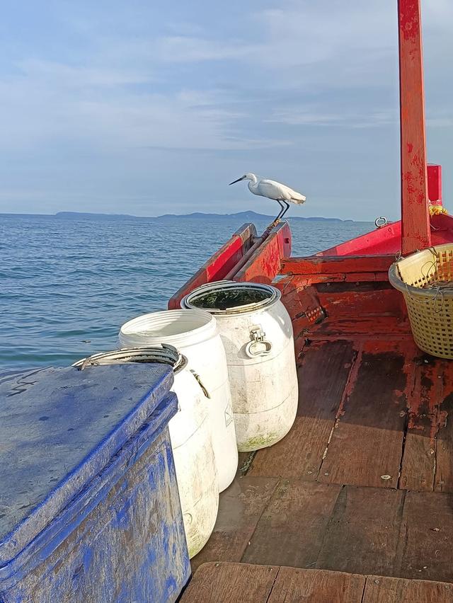 ขายด่วนเรือประมงพื้นบ้าน ราคาดีมาก 4