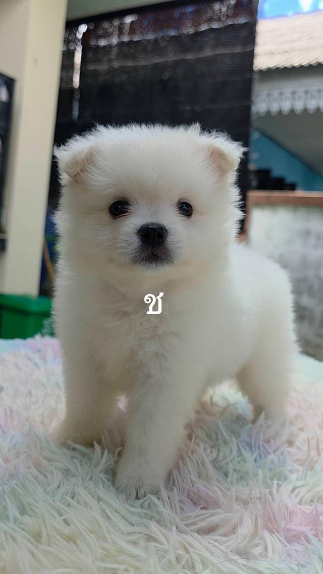 ขายลูกสุนัขปอมเมอเรเนียน 5
