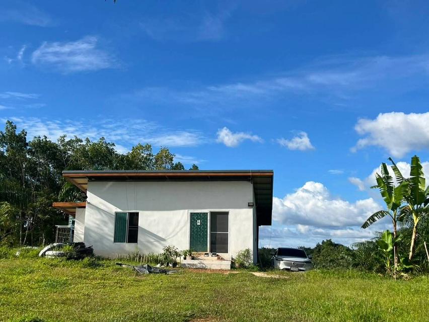 สวนปาล์มสวนทุเรียนพร้อมบ้านสวน 5