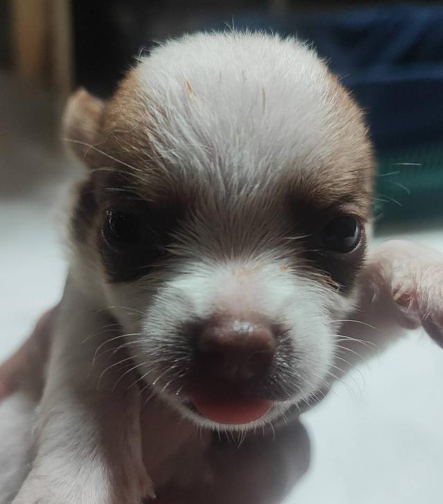 ขายลูกสุนัขชิวาวา (เลี้ยงบ้าน) รูปที่ 18