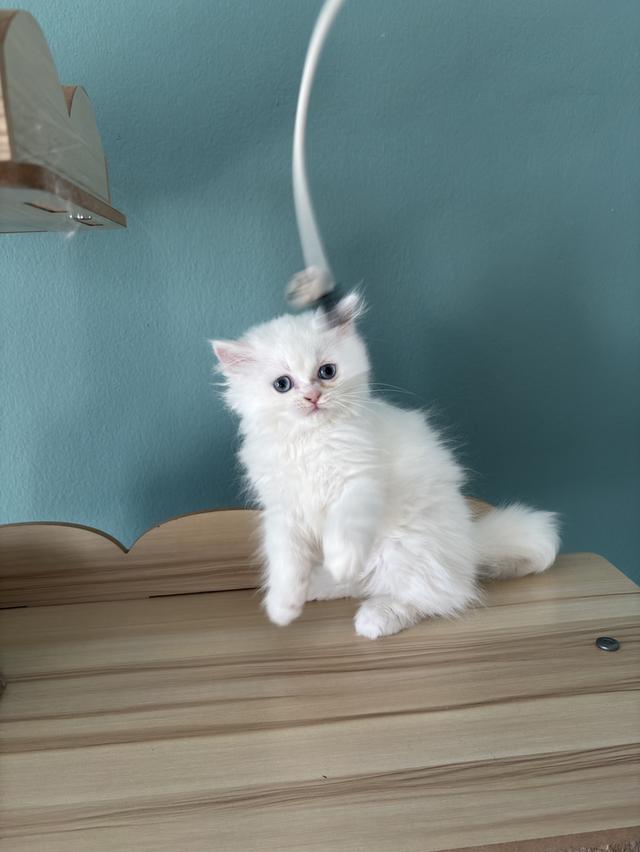 แมวเปอร์เซีย  น่ารัก ขี้อ้อน 3