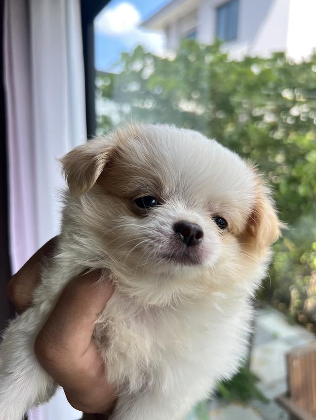 ลูกสุนัขชิวาวา