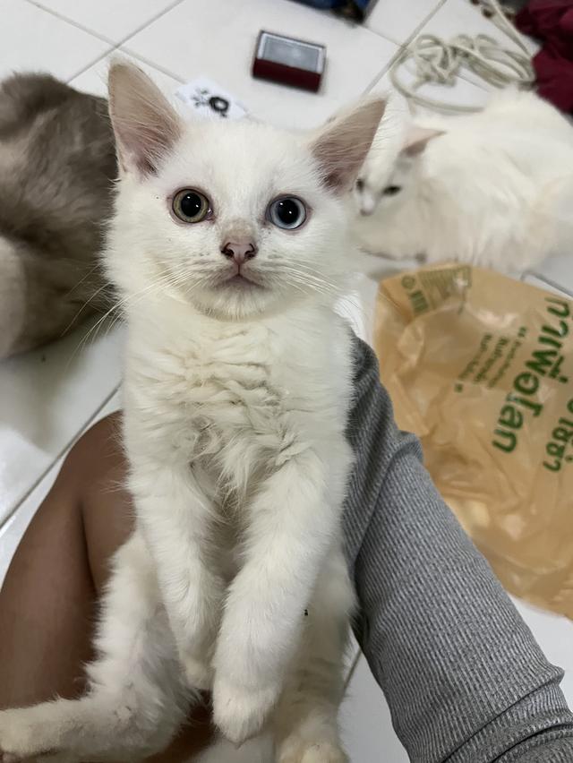 ขายน้องแมวตาสองสีขาวมนี 3