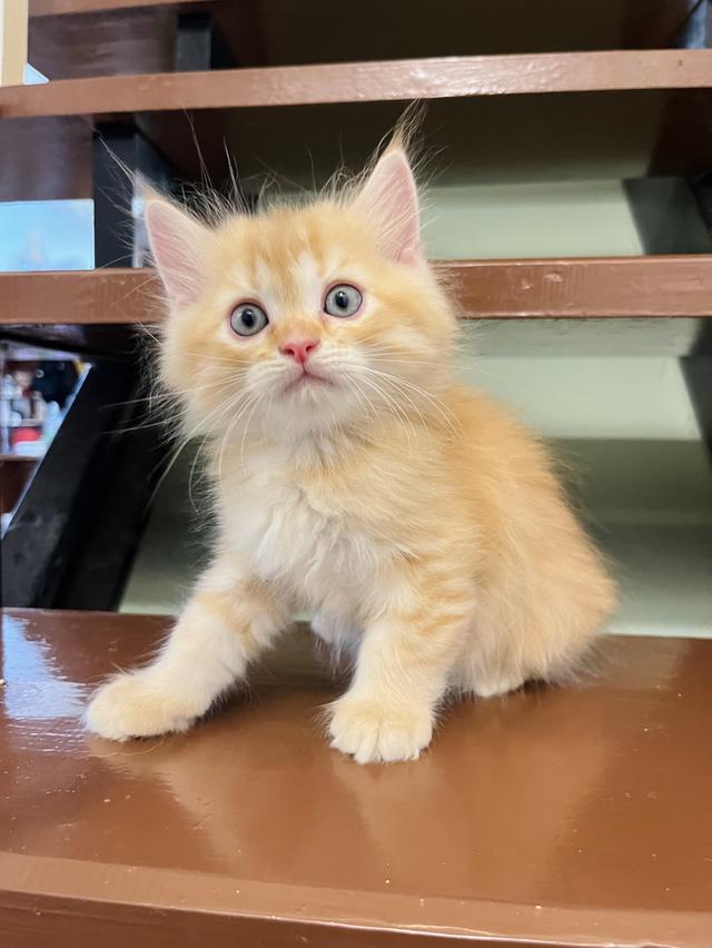 แมวเปอร์เซีย สีส้ม สีครีมเสือ แท้ รูปที่ 7