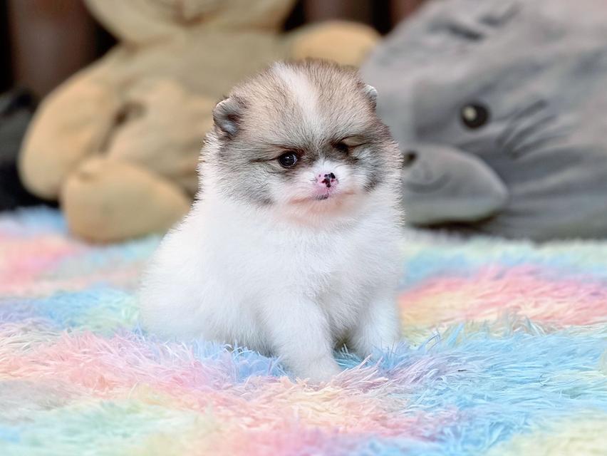 ปอมเมอเรเนียนแท้ เพศผู้ ทีคัพ รูปที่ 12