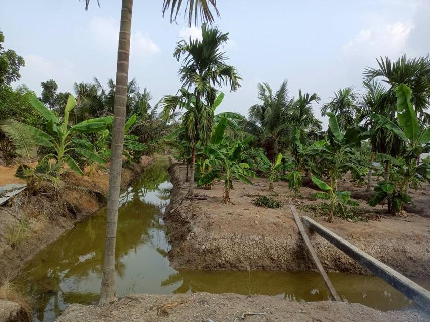 ขายที่ดินเปล่า 4 ไร่ 27 ตร.วา ติดคลอง บรรยากาศดี เหมาะสร้างบ้านสวน ทำเกษตร ต.บางไผ่ อ.เมือง จ.ฉะเชิงเทรา 3