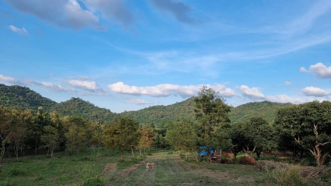 ขายบ้านสวนเขาใหญ่ พร้อมสวนผลไม้ ไม้เศรษฐกิจ ที่ดิน19ไร่ เขาวง หนองน้ำแดง ปากช่อง วิวเขาสวย ติดถนนลาดยาง7165 ใกล้มิตรภาพ มีภบท.ท้ายที่อีก9ไร่ รวม27ไร่