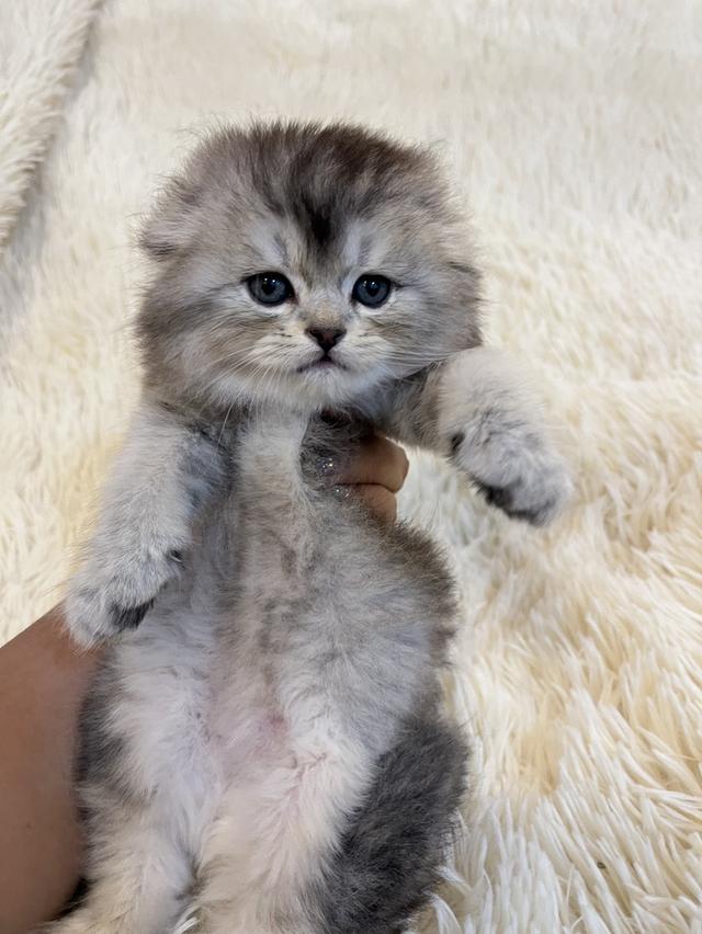 แมว สก๊อตติชแท้หูพับ ดญ 😁🔥🔥🔥🔥 2