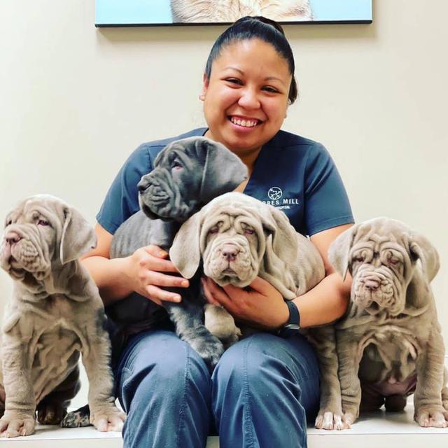 Neapolitan Mastiff Puppies for sale