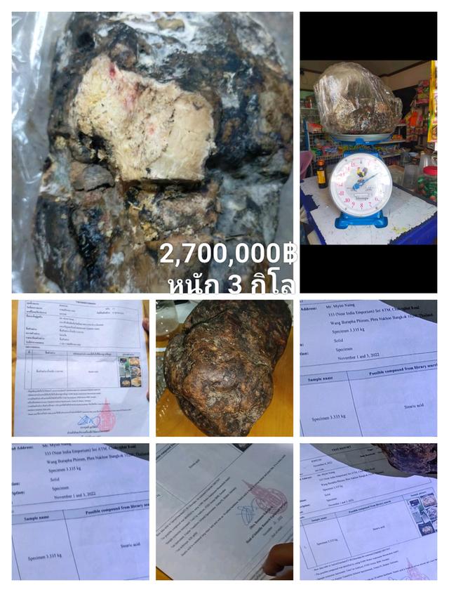 AMBERGRIS อ้วกวาฬ อำพันทะเล