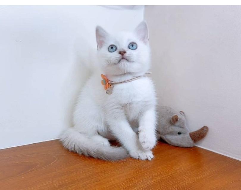 Scottish fold (ผู้หญิง) 3