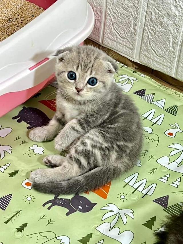 ขายแมวสกอตติช โฟลด์ (Scottish Fold) 2