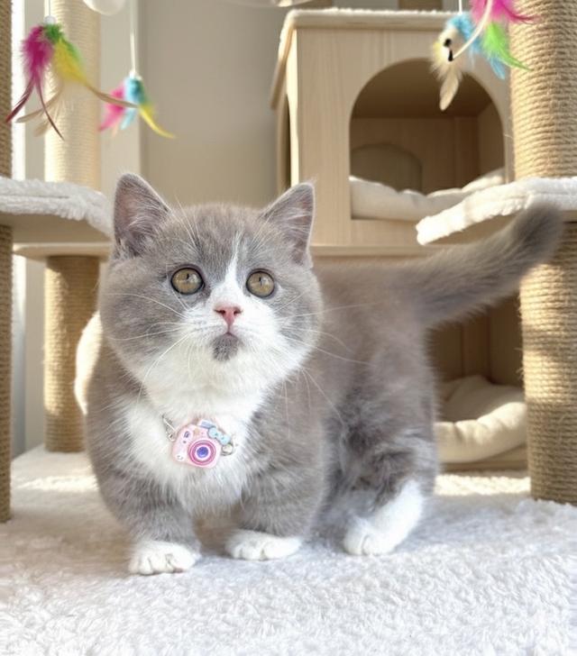 แมว มันช์กิ้นขาสั้นเด็กผู้หญิง 5