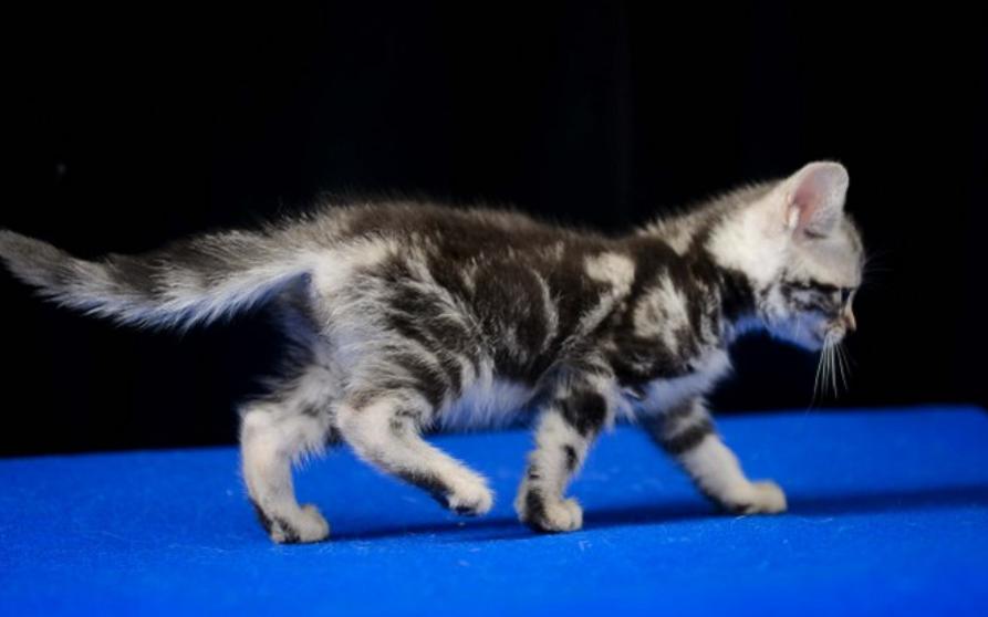 ลูกแมวอเมริกันชอตแฮร์สีซิลเวอร์ น่ารักมากๆ 4